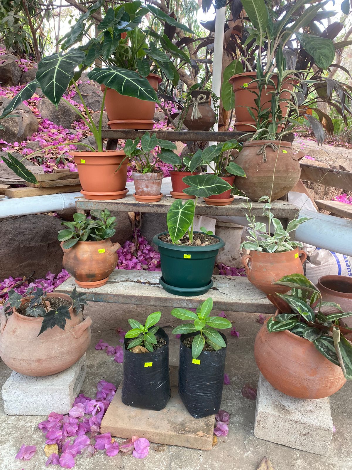 Jardinería